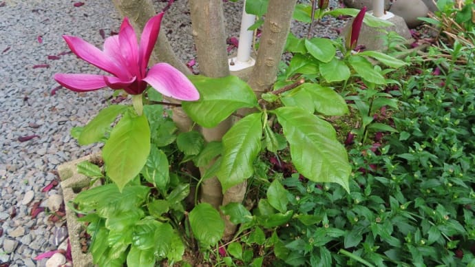 根元に咲く木蓮&スズランすみれ切り花(*'▽')