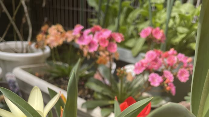 我が家の花たちのこと