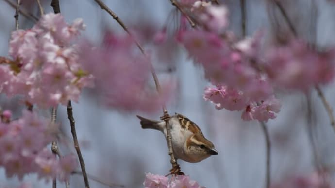 ニュウナイスズメ　('24-04)　お花見　見納めの枝垂桜・・・