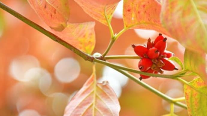 秋の花水木