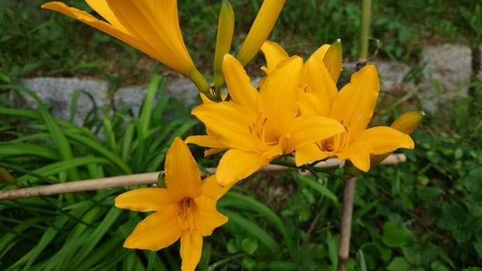 ムサシノキスゲ(武蔵野黄菅)・ハンショウズル(半鐘蔓)・イチヤクソウ(一薬草)・ブタナ(豚菜)・コウゾリナ(顔剃菜)・みに