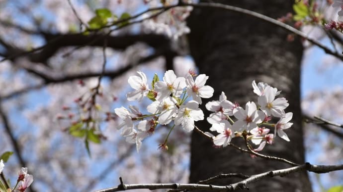 さくら狩り　埼玉県比企郡吉見町　さくら堤公園（4）桜のトンネル