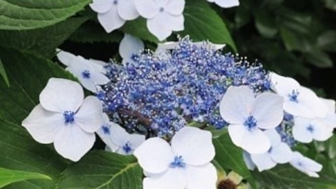 植物一細胞で遺伝子発現誘導