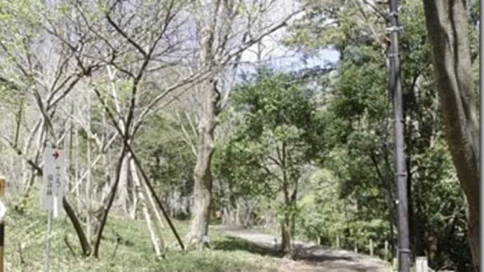 多摩森林科学園　桜保存林