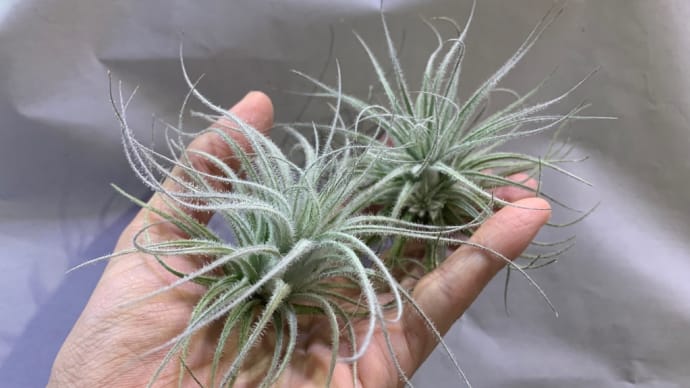 観葉植物 エアープランツ チランジア テクトラム