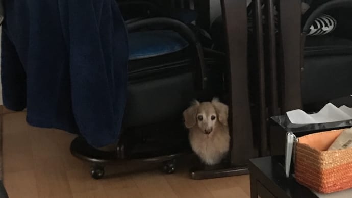安全地帯わんっ U^ェ^U