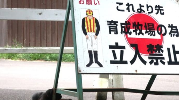 超優秀門番猫