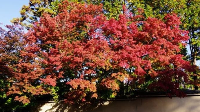 2024年11月25日(月)の京都「東山」(2)