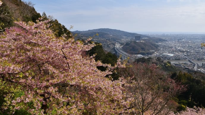 河津桜 神奈川県松田 あぐりパーク嵯峨山苑 第13回菜花(なばな)まつり(4)
