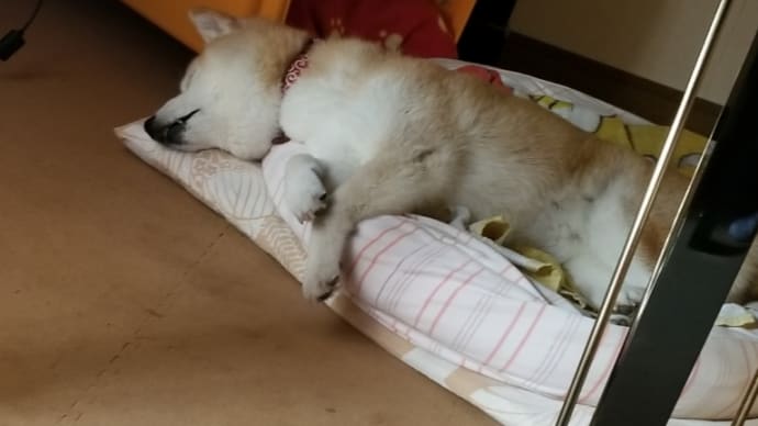 クリンは寝溜めしているのかな?