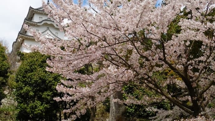 明石城公園の桜 2015