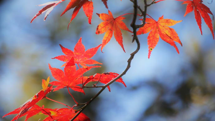 朱紅の緒、箱根紅葉