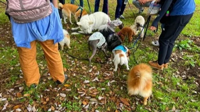 犬は犬らしく暮らしたいはず