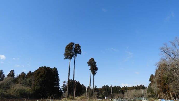 ひな祭りだけど「お稲荷さんで・・・」春がきたね!