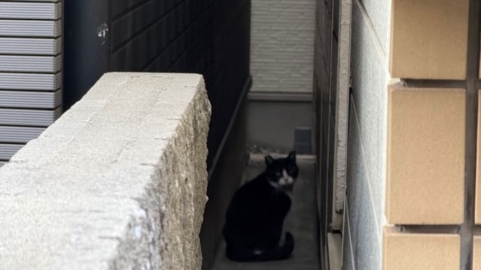 猫が👀
