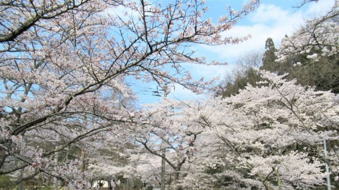 古刹高蔵寺を訪ね桜を楽しむ