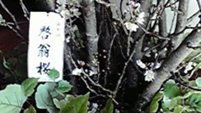 啓翁桜