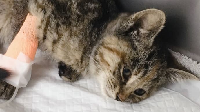 すみれちゃん膿胸でした