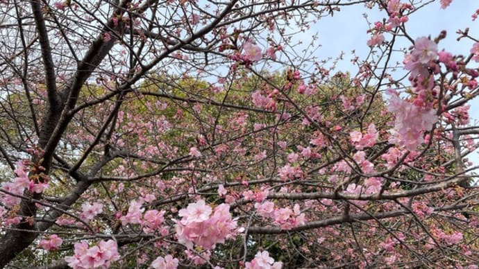 緋寒桜が咲き始めました