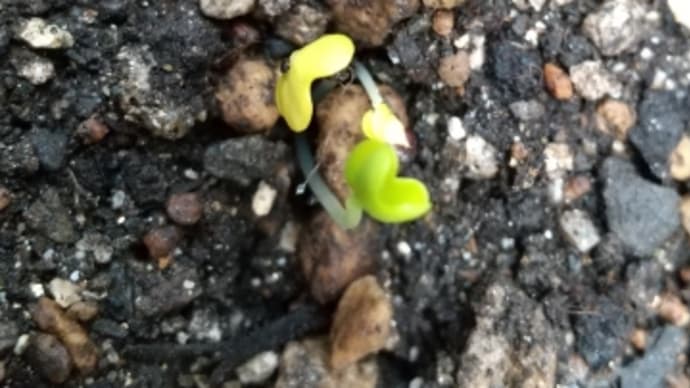 🌱🌱プランターで小松菜(発芽)