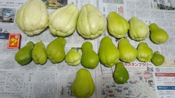 昨日は、やっとで、ハヤト瓜を収穫しました～～！