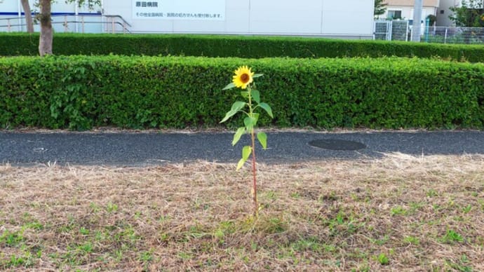 晩秋のひまわり