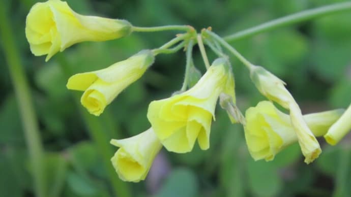 木の芽起こし（きのめおこし）・・・