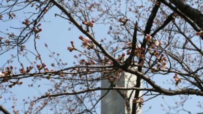 姫路 手柄山の桜