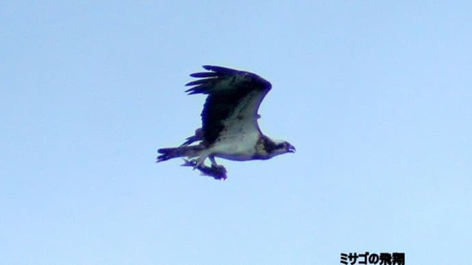 11/07探鳥記録写真:狩尾岬の鳥たち(ミサゴの飛翔、クロサギの飛翔、ジョウビタキ♂、コサメビタキ、シジュウカラ、)