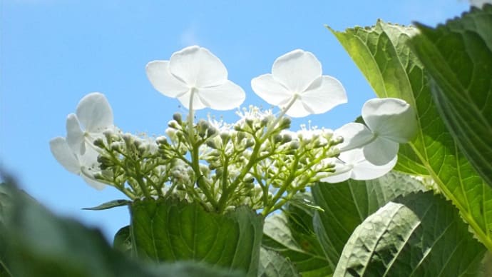 土門拳記念館の紫陽花　7