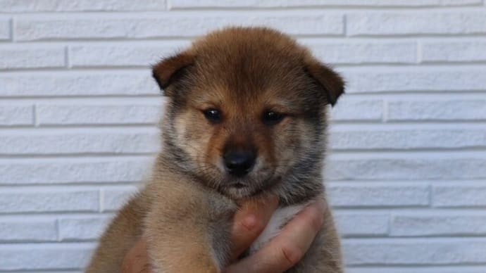 四国犬!子犬!オス!新しい飼い主さん募集中!