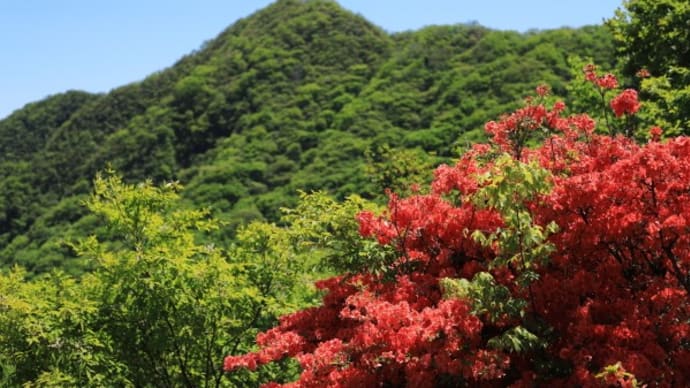 伊香保森林公園のツツジ2023