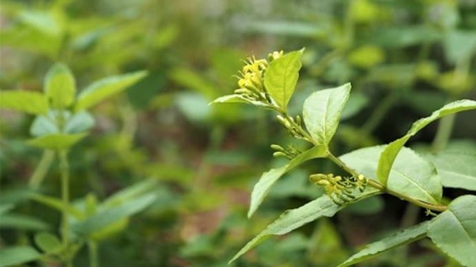 蜜源植物と小さな生き物たち