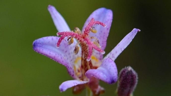 鉢植えのホトトギス(8) 「青龍」