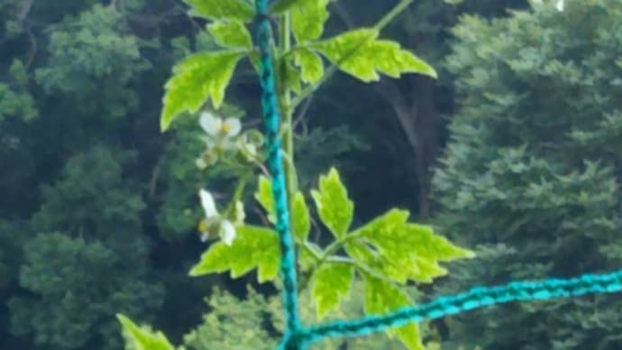 今朝は元気に咲いて