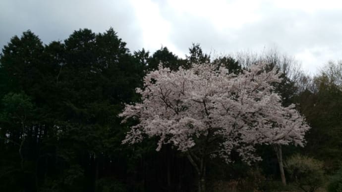 雨が上がり ~桜④~
