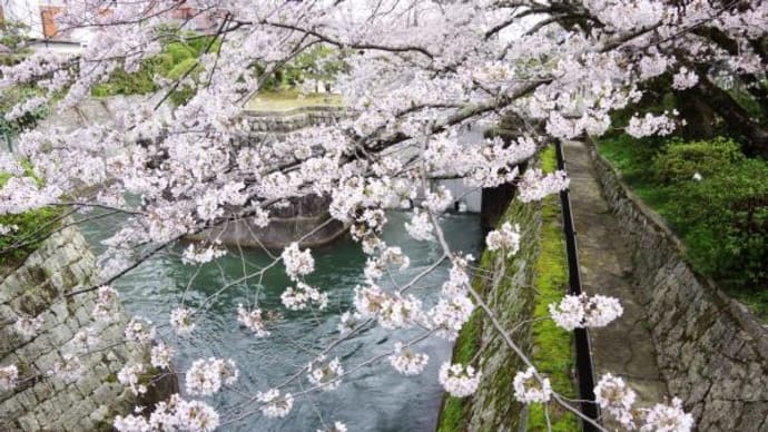 2024年 4月 6日(水)の「長浜城・琵琶湖疎水ウォーキングコース・毘沙門堂」(4)