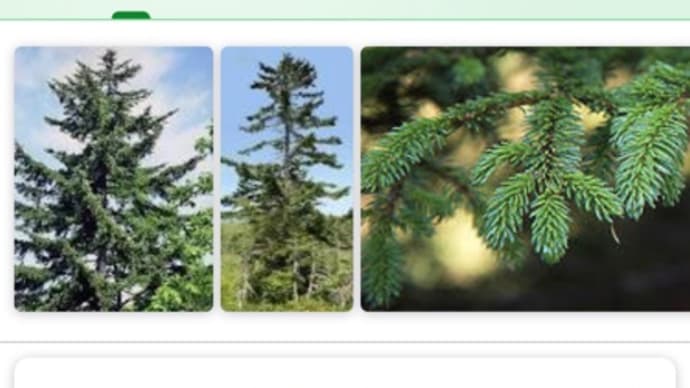 森♪ 北海道に「ピアノの森」があるらしい！