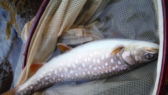 北海道トラウト三昧を堪能