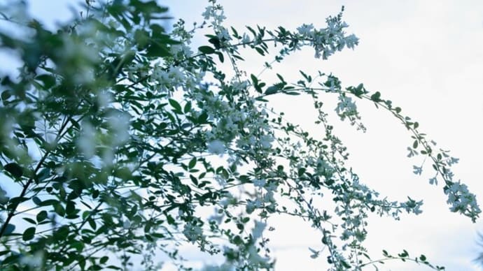 萩の花
