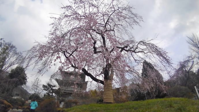 ３０日．五ヶ瀬町浄専寺の枝垂れ桜を見に