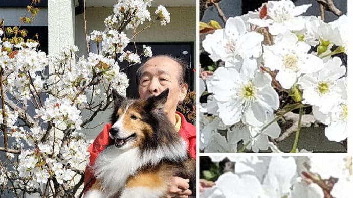 小次郎と春の草花-ナシ(梨)の花-