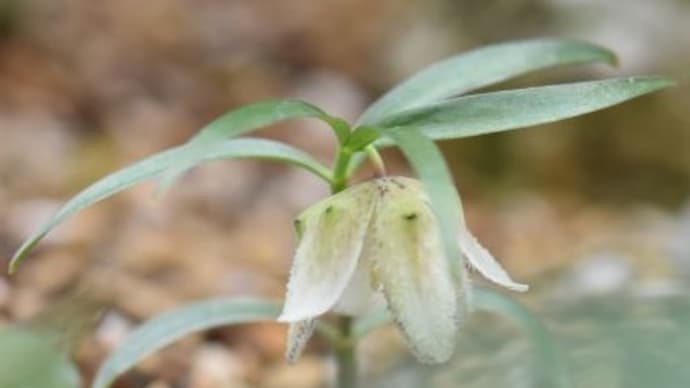 庭で咲く花たち 卜全つばきの花たち 21