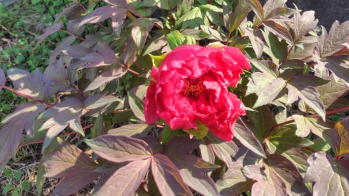順番に開花