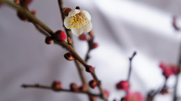 カランコエとお金のなる木に花を咲かせる方法