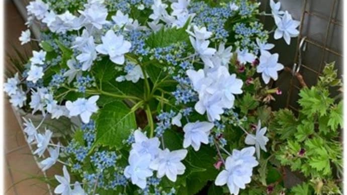 紫陽花~おだやかに色を変えてゆくはず~