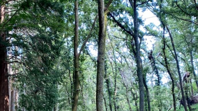 泉自然公園 緑とオレンジ