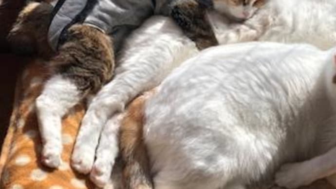 愛猫の乳がん 独特の臭い