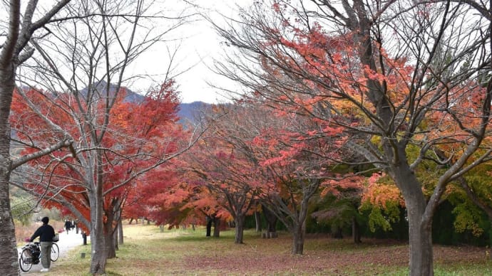 もみじ狩り 山梨県南都留郡富士河口湖町 第25回富士河口湖町紅葉まつり(6)河口湖北中学校裏からもみじ街道