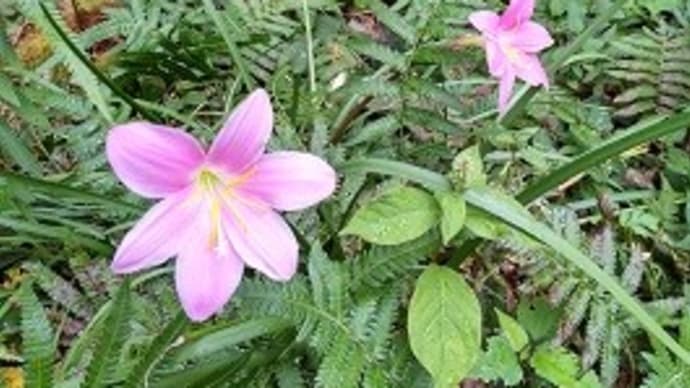 ああ、〝俳句があってよかった！〟